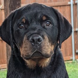 Hefty - Black and mahogany male Rottweiler puppy in Dfw, Texas from Galaxia Rottweilers