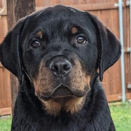 Hefty - Black and mahogany male Rottweiler puppy in Dfw, Texas from Galaxia Rottweilers