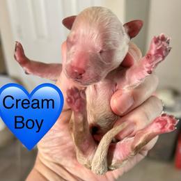 Enoch - Cream male Poodle puppy in Mineral Wells, Texas from S.H.A.R.P.’s Toy Poodles