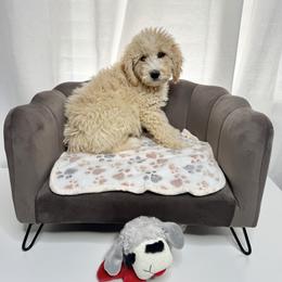 Greg Blue Collar Male - Yellow and white male Bernedoodle puppy in Peoria, Arizona from Wroth's Pawsibilities