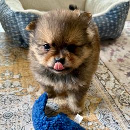 Maisie - Red sable female Pomeranian puppy in Raymondville, Missouri from Pampered Pomskies