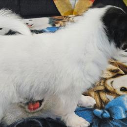 Puppy puppy - White black and tan male Papillon puppy in Lineville, Alabama from TimberLane Papillon's