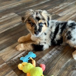 Australian Shepherd Puppies from SoCo Aussies