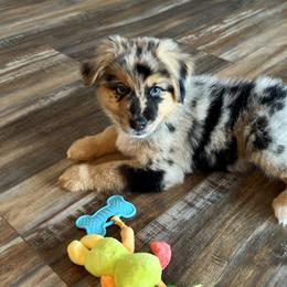 Australian Shepherd Puppies from SoCo Aussies