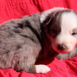 Zapps - Blue merle male Australian Shepherd puppy in Laurel, Mississippi from Reeves Australian Shepherds