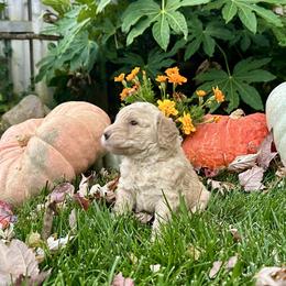 Charlotte - Cream female Goldendoodle puppy in Rocklin, California from FurEver Yours Goldendoodles