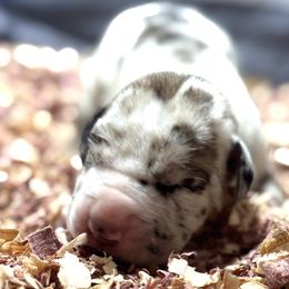 Goldendoodles and Great Danes from DoodleDandy & Danes
