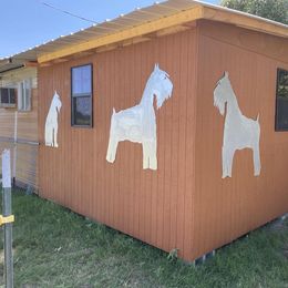 Copper - Liver female Miniature Schnauzer puppy in Comanche, Texas from Circle R
