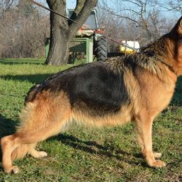 German Shepherd puppies from Lace's High Flying German Shepherds And Golden Retrievers
