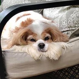 Cavalier King Charles Spaniels from Sweet Spirit Cavaliers