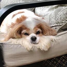 Cavalier King Charles Spaniels from Sweet Spirit Cavaliers