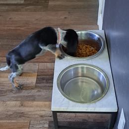 Basset Hound and Beagle Puppies from Orange Mountain Basset Hounds & Beagles