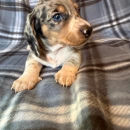 Joey - Dapple male Dachshund puppy in Williamson, New York from Maisy & Meg
