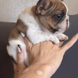 French Bulldog Puppies from Prickly Pear Kennels