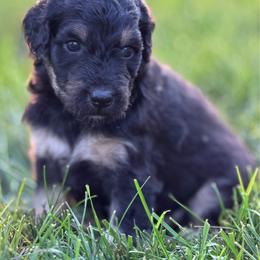 Mater - male Australian Mountain Doodle puppy in Decatur, Illinois from Signature Doodles