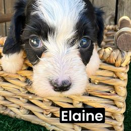 Elaine - Black and white female Aussiedoodle puppy in Bakersfield, California from Annie's Aussies