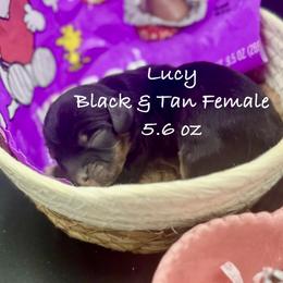 Lucy - Black and tan female Cavalier King Charles Spaniel puppy in Bainbridge, New York from M & M Cavaliers