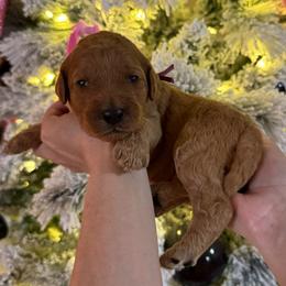 Peppermint Patty (Violet) - Red  female Goldendoodle puppy in Bay City, Texas from Charming Doods
