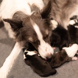 Border Collie Puppies from High Point Border Collies