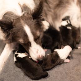 Border Collie Puppies from High Point Border Collies