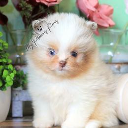 AKC Jack-Jack Blue eyes - Chocolate merle male Pomeranian puppy in Sacramento, California from My Precious Poms