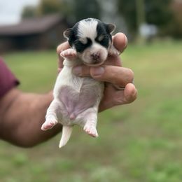 Candy - Black & tan tri-color female Morkie puppy in Oakland, Kentucky from Imperial Dogs