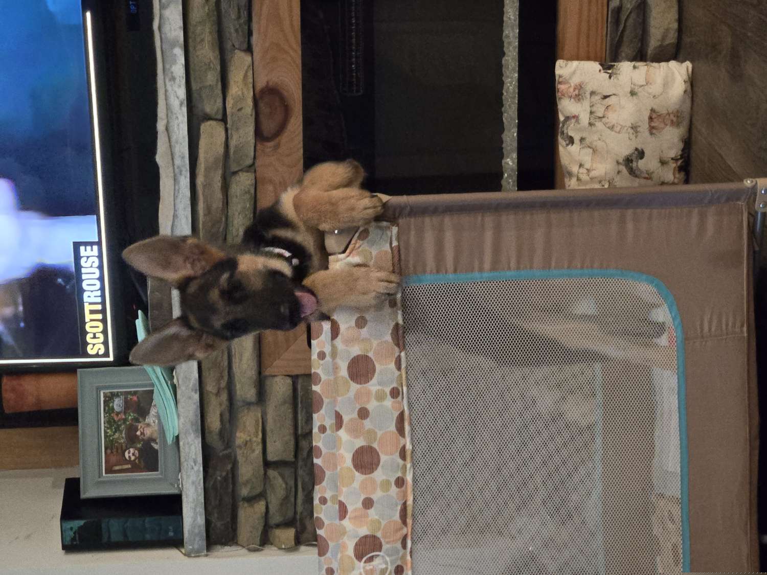 Princess - Black and tan German Shepherd puppy in Berry, Alabama from Whisper Gray