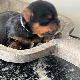 Champion Bloodline Purple Girl - Black and gold female Yorkshire Terrier puppy in Meridian, Idaho from Doodles of Idaho