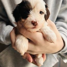 Nova - female Havapoo puppy in Natural Bridge, Virginia from Rockbridge Puppies