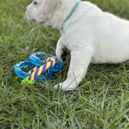 Labrador Retriever Puppies from Flashylabs  AKC GR CHAMPION SIRED