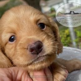 Sassy - Cream female Dachshund puppy in Lake Mary, Florida from Lakeside Doxies