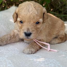 Sam - Red  female Goldendoodle puppy in Zeeland, Michigan from Dandelion Lane Doodles