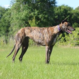 Dogo Argentino and Greyhound All Grown Up from Wayward Dogos and Hounds