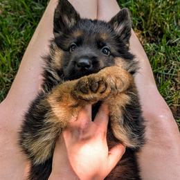 Jude Vom Legacy - Black and red male German Shepherd puppy in Kingsley, Michigan from Legacy German Shepherds