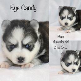 Eye Candy - Black and white male Pomsky puppy in Denham Springs, Louisiana from Bayouland Pomskies