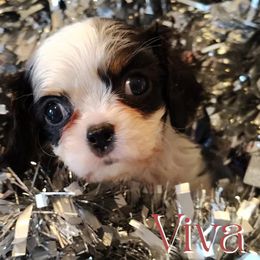 Viva - Tri-color female Cavalier King Charles Spaniel puppy in Rockville, Maryland from Skais the Limit Cavaliers