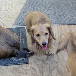Dachshund Puppies from CLARK'S BREEDING PROGRAM