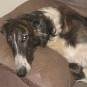 Borzois from Highgarden Borzoi