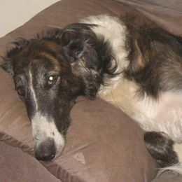 Borzois from Highgarden Borzoi