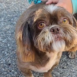 Shih Tzus from 307 ShihTzus