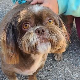 Shih Tzus from 307 ShihTzus