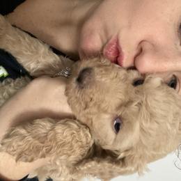 Goldendoodle Puppies from Thompson's Doodle Co.