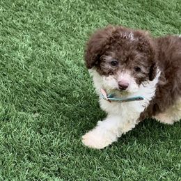 Poodles from Murphy’s Minis