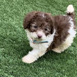 Poodles from Murphy’s Minis