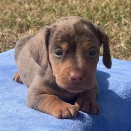 Barry - Dapple male Dachshund puppy in Durant, Oklahoma from Rockin’ S Kennel