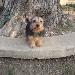 Australian Terrier Puppies from Heartland Australian Terriers