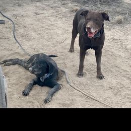 Labrador Retrievers from Table Rock Retrievers