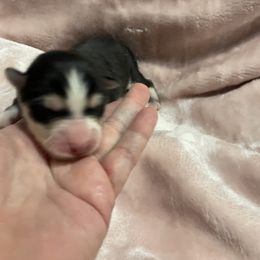 Pomsky Puppies from Stacy’s Playful Pomsky