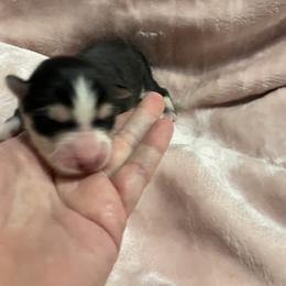 Pomsky Puppies from Stacy’s Playful Pomsky