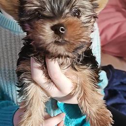 Pomeranian and Yorkshire Terrier Puppies from Pam Ackley